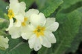 Primroses flowering in the Spring Royalty Free Stock Photo