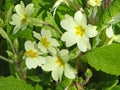 Primroses flowering in the Spring Royalty Free Stock Photo