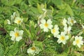 Primroses flowering in the Spring Royalty Free Stock Photo