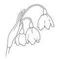 Snowdrops in the graphics. spring illustration of flowers