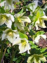 Primroses. Hellebore Caucasus on a nice sunny day