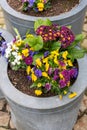 Marguerite daisies and blue flowers bloom next to the ivy in a flowerpot outdoors Royalty Free Stock Photo