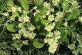 Primroses, primula vulgaris, in sunlight