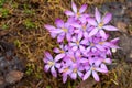 Crocuses Royalty Free Stock Photo