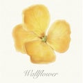 Yellow watercolor wallflower card