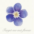 Blue watercolor forget-me-not flower card Royalty Free Stock Photo