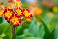 Primula Royalty Free Stock Photo