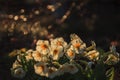Primula acaulis - primrose Royalty Free Stock Photo