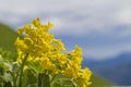 Primula auricula