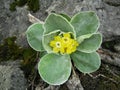 Primula auricula Royalty Free Stock Photo