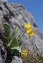 Primula auricula Royalty Free Stock Photo
