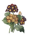 Primula auricula | Redoute Flower Illustrations