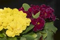 Primula with colorful flowers floaing on a background