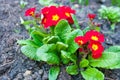 Primula Royalty Free Stock Photo