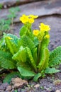 Primula Royalty Free Stock Photo