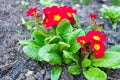 Primula Royalty Free Stock Photo