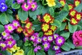 Primula colorful  spring flowers in a sunshine patterns Royalty Free Stock Photo