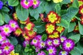 Primula colorful  spring flowers in a sunshine patterns Royalty Free Stock Photo