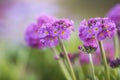 Primula denticulata