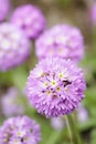 Primula denticulata blossom in the garden