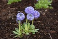 Primula denticulata Lilac, Drumstick Primula blooming in botanical garden. Royalty Free Stock Photo