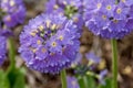 Primula denticulata