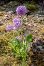 Primula denticulata