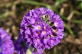 Primula denticulata