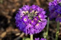 Primula denticulata