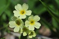 Primula elatior