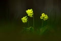 Primula elatior, the oxlip or true oxlip, yelow spring flower with dark forest at background, nature habitat, Czech Republic