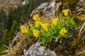 Primula auricula (mountain cowslip, bear's ear) - A yellow flower blooming in the wild, growing on a medium like