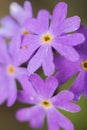 Primula farinosa, beautiful mountain flower of the Primulaceae family of light purple color Royalty Free Stock Photo