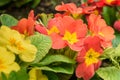 Primula flower on flowebed Royalty Free Stock Photo
