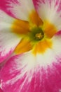 Pink and white Primula flower head close up with yellow and orange centre