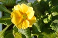 Primula Acaulis . Common primrose .Flowering plant in the family primulaceae.