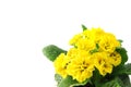 Primula flowerpot on white isolated background