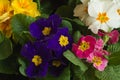 Primula flowers