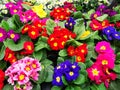 Primula flowers colorful mixed color