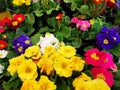 Primula flowers colorful in pots