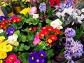 Primula flowers colorful in pots and Hyacinthus - zambila