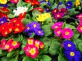 Primula flowers colorful in pots