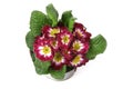 Primula flowers in a pot on white background. Royalty Free Stock Photo