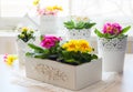 Primula flowers in pots