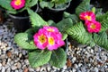 Primula garden beautiful spring flower