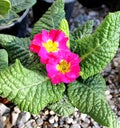 Primula garden beautiful spring flower