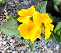 Primula garden beautiful spring flower