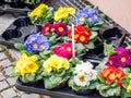 Primula Garden Flower Shop spring Royalty Free Stock Photo