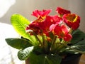 Primula, a genus of plants from the Primulaceae family of the Ericales order. Indoor floriculture as a hobby. Red bright flower Royalty Free Stock Photo