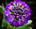 Primula globular (serrulate) Royalty Free Stock Photo